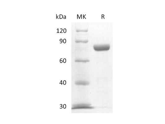 Recombinant Mouse Nectin-4 (C-Fc)