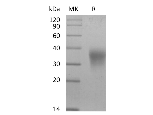 Recombinant Mouse EPO (C-6His)