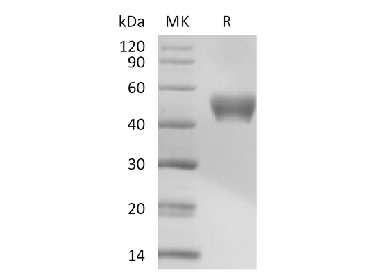 Recombinant Mouse CD24 (C-Fc)