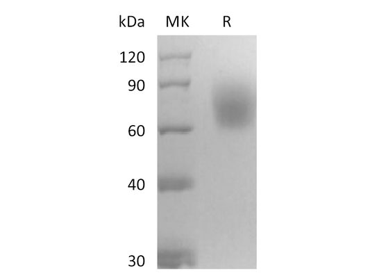 Recombinant Mouse TrkB (C-6His)