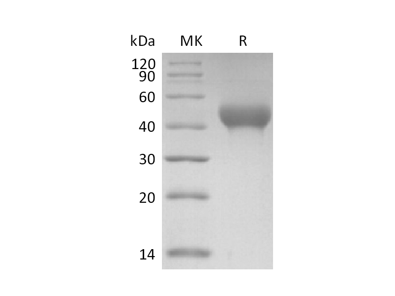 Recombinant Mouse GPVI (C-6His)