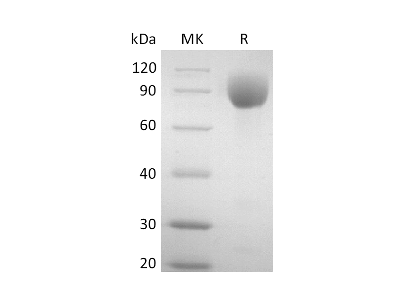Recombinant Mouse PVR (C-mIgG2AFc)