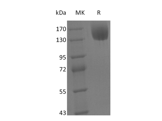 Recombinant Mouse LEPR (C-Fc)