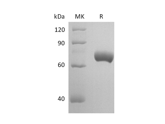 Recombinant Mouse Nectin-2 (C-Fc)