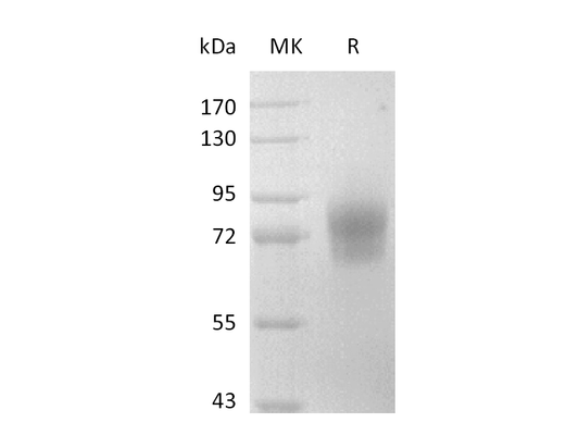 Recombinant Mouse CD123 (C-Fc)