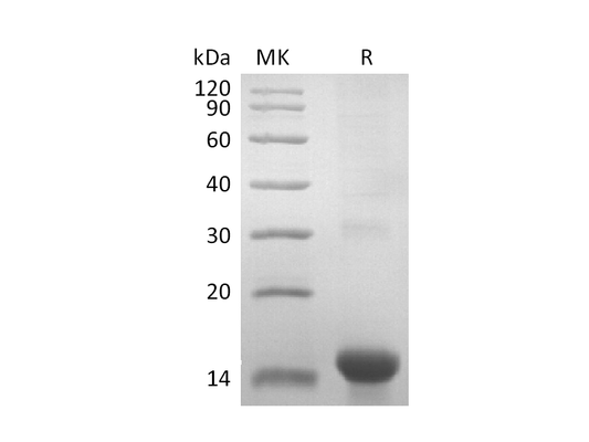 Recombinant Mouse GDF15 (N-8His-Flag)