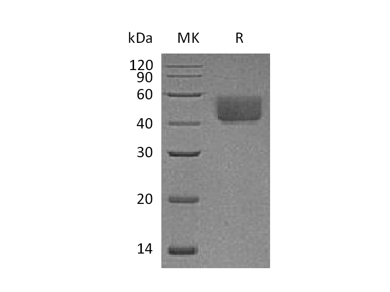 Recombinant Rat PD-L1 (C-6His)