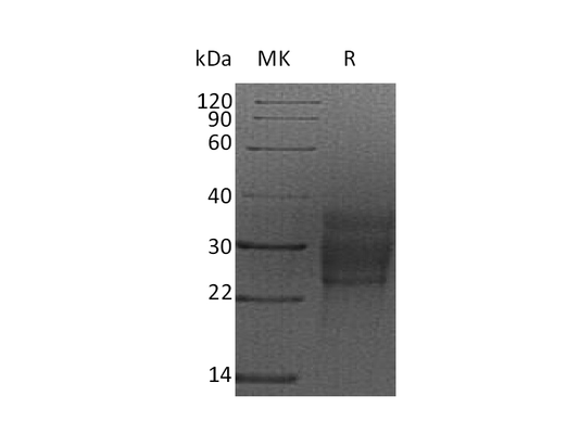 Recombinant Rat SCF (C-6His)
