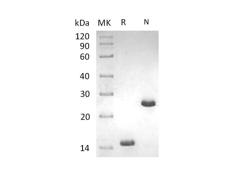 Recombinant Human/Mouse/Rat Activin A