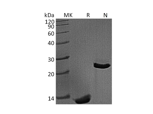 Recombinant Mouse/Rat TGF-beta 1