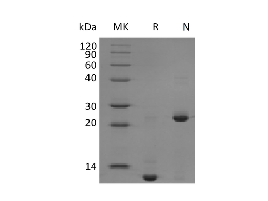 Recombinant Mouse/Rat TGF-beta 2