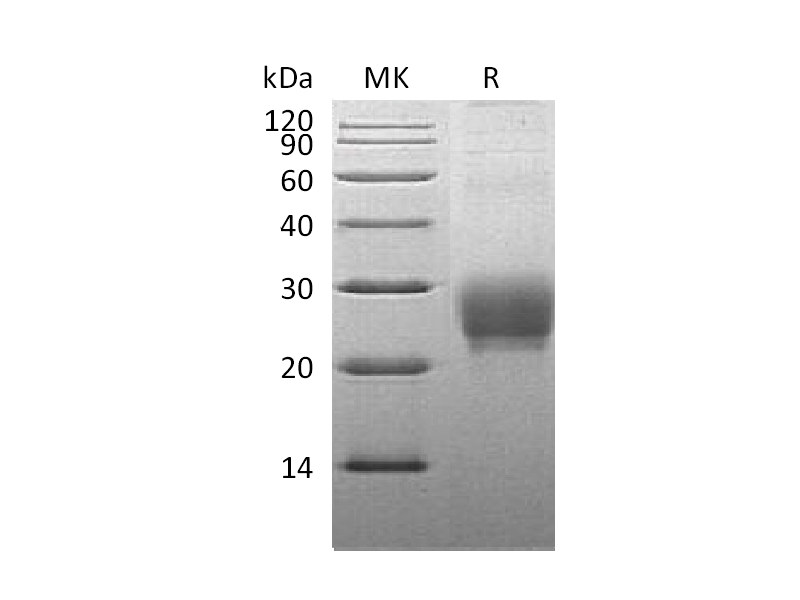 Recombinant Cynomolgus OX40L (N-8His)