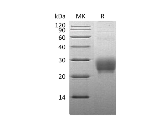 Recombinant Cynomolgus OX40L (N-8His)