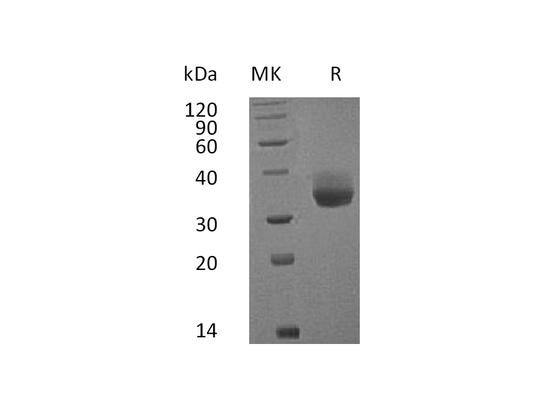 Recombinant Cynomolgus PD-L1 (C-6His)