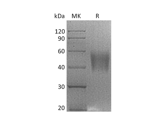 Recombinant Rhesus Macaque B7-H4 (C-6His)