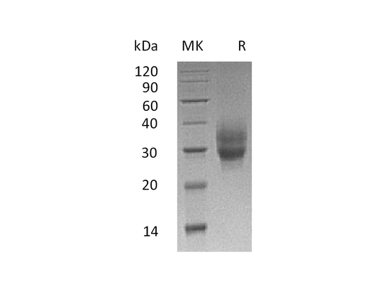 Recombinant Cynomolgus 4-1BB (C-6His)