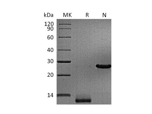 Recombinant Human/Mouse/Rat TGFB3