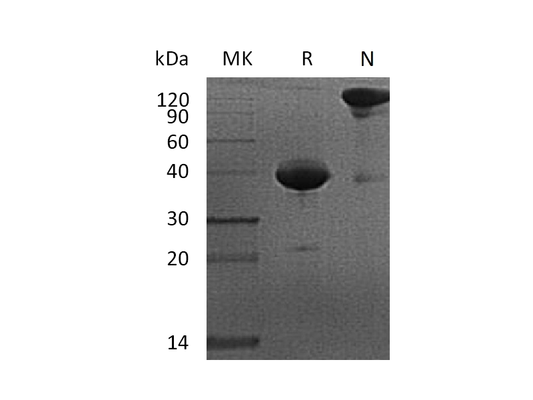 Recombinant Cynomolgus BCMA (C-Fc)