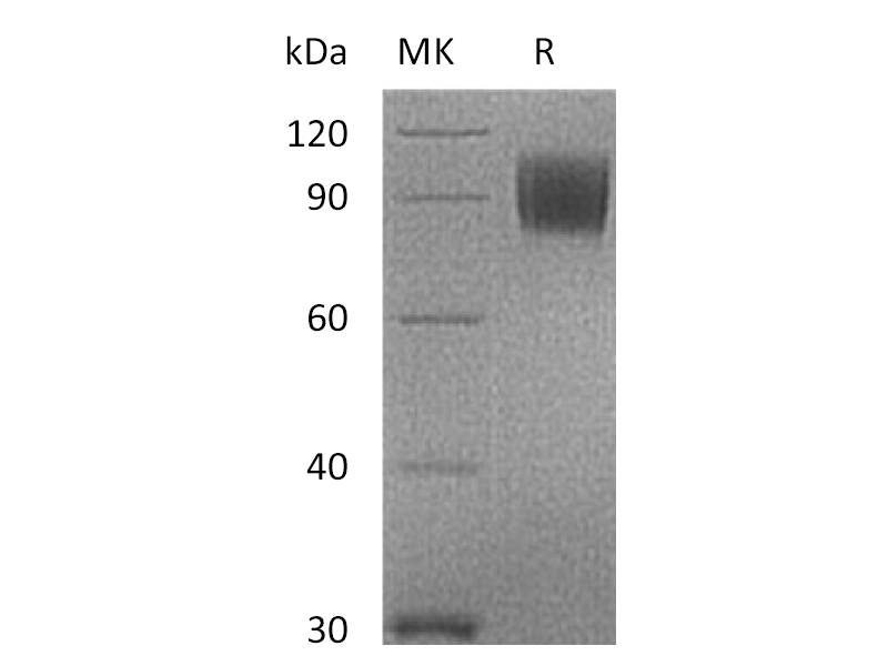 Recombinant Cynomolgus B7-2 (C-Fc)