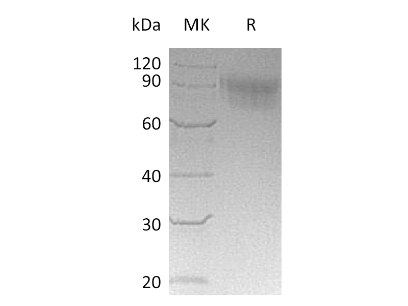 Recombinant Cynomolgus Siglec-5 (C-6His)