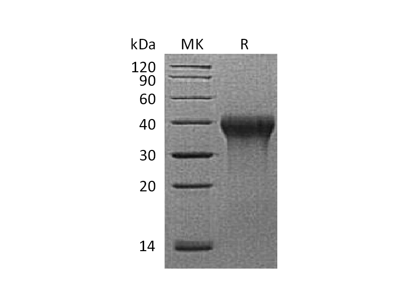 Recombinant Rhesus Macaque CD27 (C-6His)