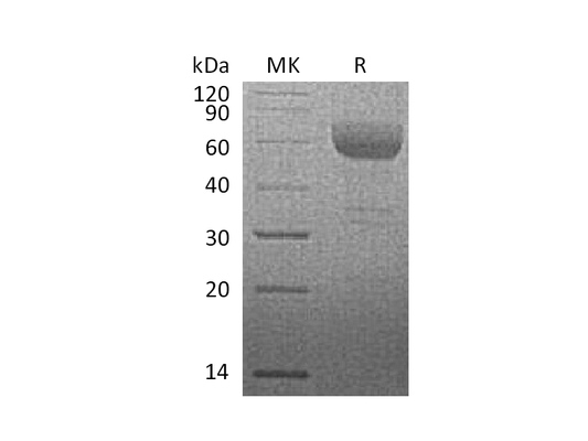 Recombinant Rhesus Macaque HVEM (C-Fc)