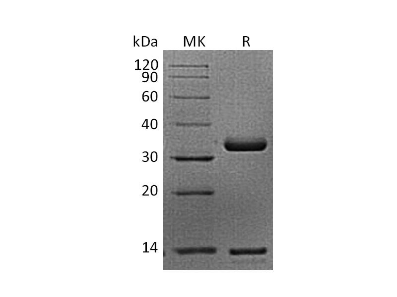Recombinant Cynomolgus FcRn Heterodimer (C-Flag-6His)