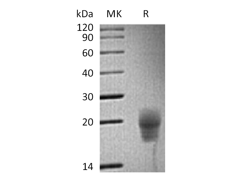 Recombinant Cynomolgus CTLA-4 (C-6His)