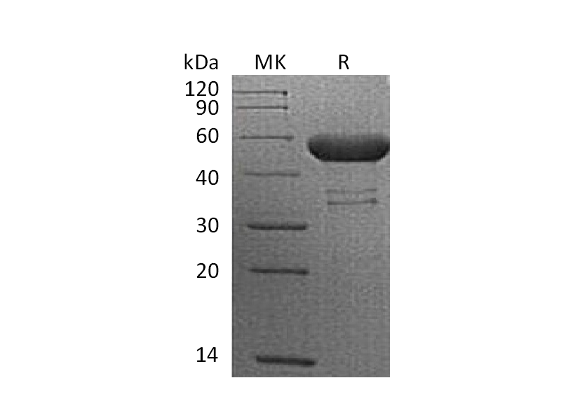 Recombinant Cynomolgus CTLA-4 (C-Fc)