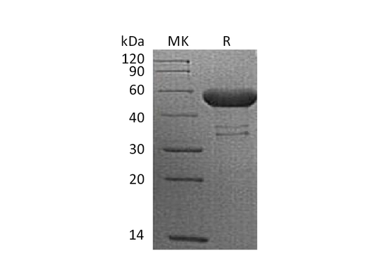 Recombinant Cynomolgus CTLA-4 (C-Fc)