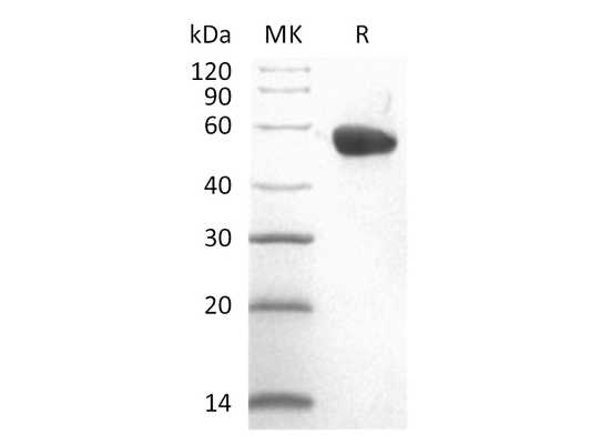 Recombinant Cynomolgus CD40 (C-Fc)