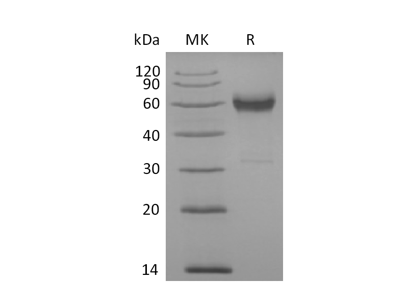 Recombinant Cynomolgus 4-1BB (C-Fc)