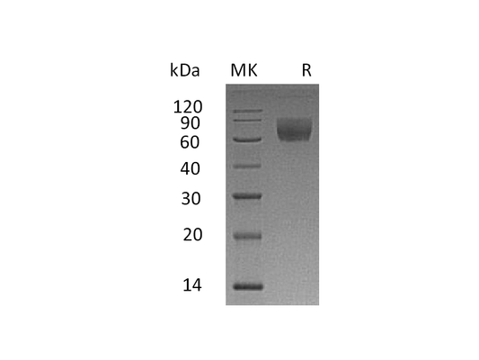 Recombinant Rhesus Macaque CD47 (C-Fc)