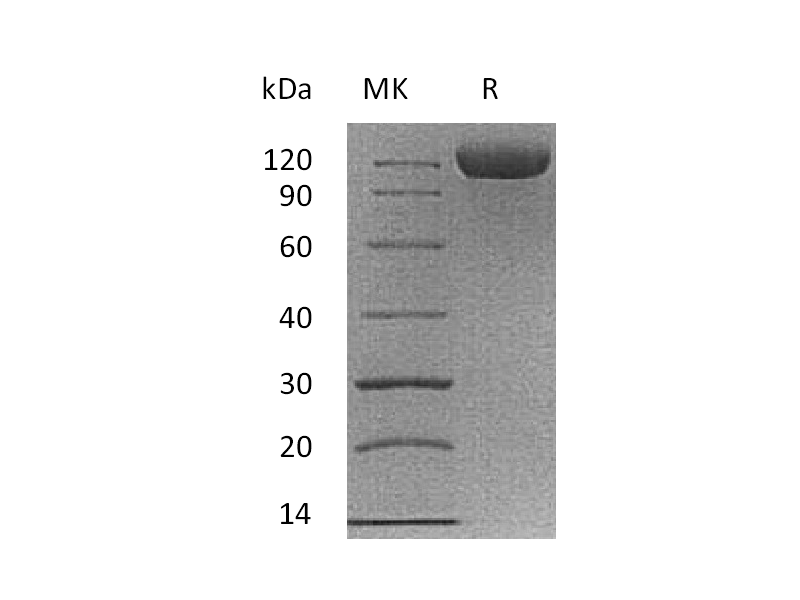 Recombinant Cynomolgus B7-H3 (C-Fc)
