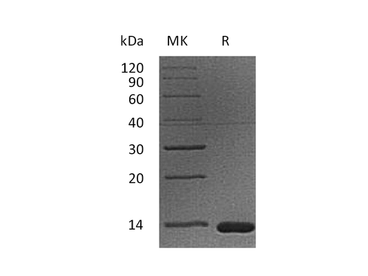Recombinant Cynomolgus B2M (C-6His)