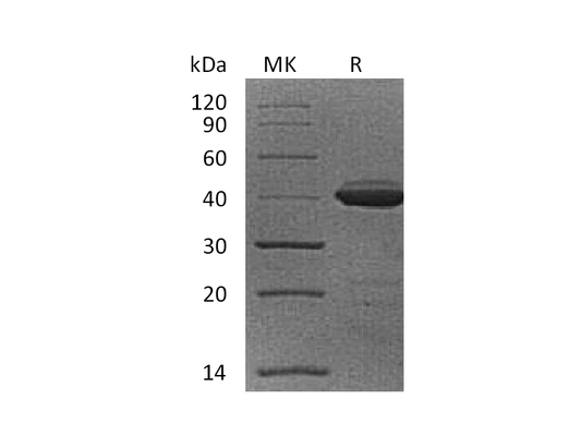 Recombinant Cynomolgus B2M (C-Fc)