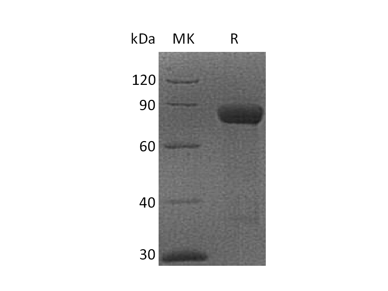 Recombinant Cynomolgus CRTAM (C-Fc)