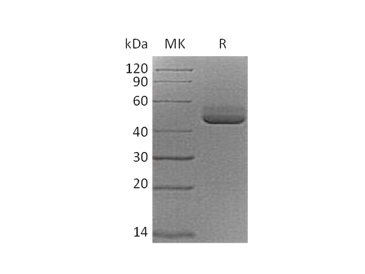 Recombinant Cynomolgus TIGIT (C-Fc)