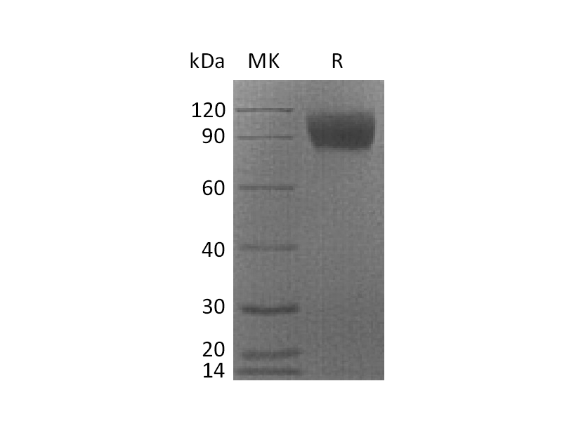 Recombinant Cynomolgus CSF1R (C-6His)