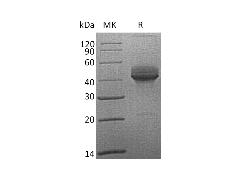 Recombinant Cynomolgus CD3E (C-Fc)