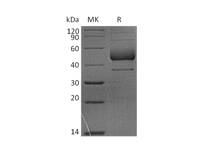 Recombinant Rhesus Macaque ICOS (C-Fc)