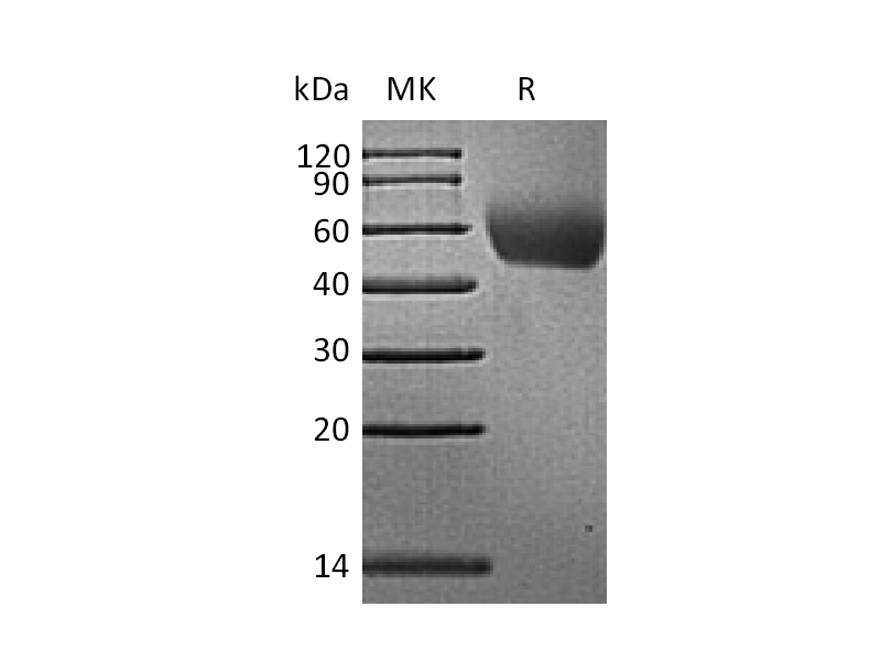 Recombinant Rhesus Macaque CD155 (C-6His)