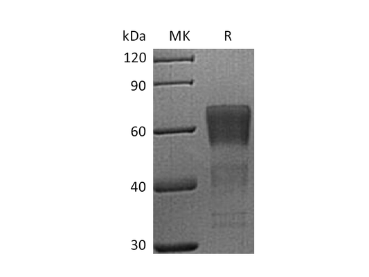 Recombinant Human/Cynomolgus CD28 (C-mFc)