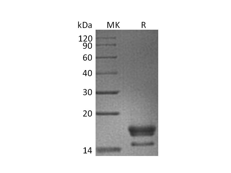 Recombinant Cynomolgus GITR Ligand (C-6His)