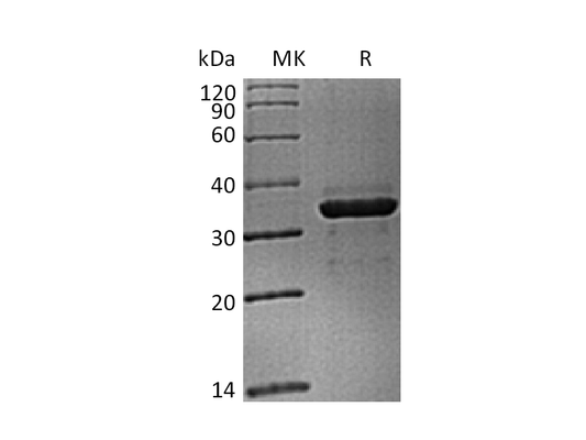 Recombinant Cynomolgus FGL1 (C-6His)