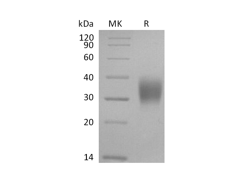 Recombinant Cynomolgus CD16a (C-6His)