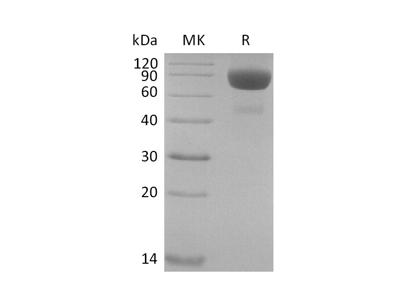 Recombinant Cynomolgus IL-4RA (C-Fc)