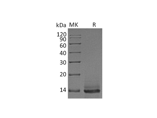 Recombinant Human/Mouse/Rat GDF-8