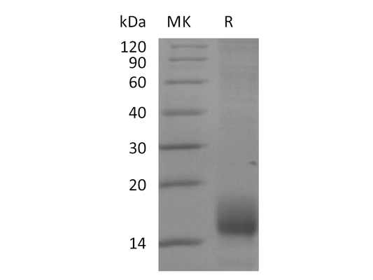 Recombinant Cynomolgus BCMA (C-6His)