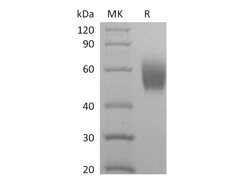 Recombinant Cynomolgus SIRPA (C-6His)